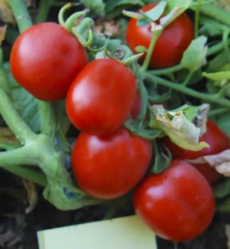 Томат Бінго F1 UG 1000 шт United Genetics
