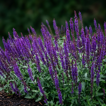 Семена Шалфей дубравный 'Caradonna', Salvia nemorosa 10 шт/уп