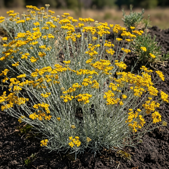 Семена Цмин песчаный (Бессмертник), Helichrysum arenarium 0.05 гр/уп