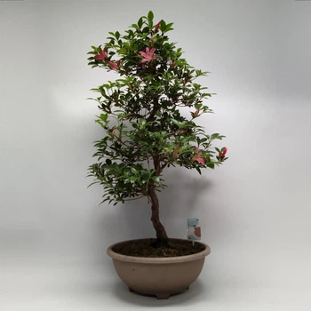 Бонсай Satsuki Azalea (30 горщик, висота біля метра)