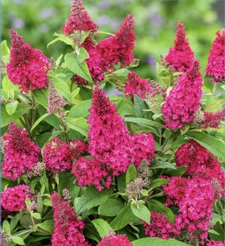 Буддлея Давида Баттерфляй Кенді Літтл Рубі (Butterfly Candy Little Ruby), С1,5