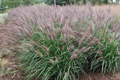 Саджанці Пенісетума "Ред Хед" (Pennisetum alopecuroides 'Red Head') в 0.5л горщиках