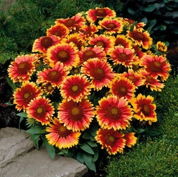 Саджанці Гайлардії «Арізона Сан» (Gaillardia grandiflora 'Arizona Sun')