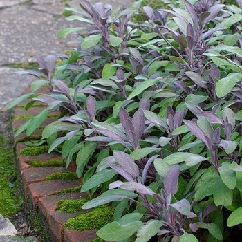 Саджанці Шавлії «Пурпуреа» (Salvia officinalis 'Purpurea') в 0.5 л горщику