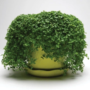 Саджанці М'яти декоративної "Мінт" (Ornamental Mint Mini ) в 380гр горщику