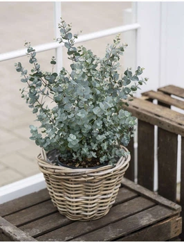 Саджанці Евкаліпту «Сільвер Долар» (Eucalyptus cinerea / Eucalyptus gunnii) в 380 гр горщику