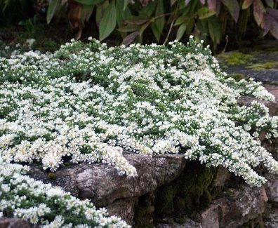 Саджанці айстра верескової 'Снов Флоррі' Aster ericoides 'Snow Flurry' в 380 гр горщику