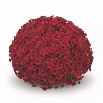 Хризантема саджанець №2 Lariva Red в 2л горщиках