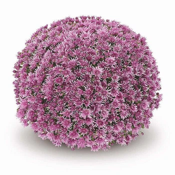 Саджанці Хризантеми №19 "Baoli Lilac" в 2л горщиках