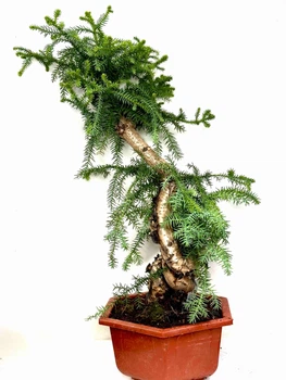 Бонсай Araucaria Araucana Cunninghamii (30/80)