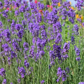 Саджанці Лаванди вузьколистої Манстед (Lavandula angustifolia Munstead) Р9