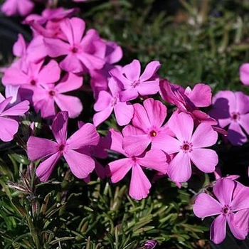 Саджанці Флокса шилоподібного Дрюмонд Пінк (Phlox subulata Drummond Pink) Р9