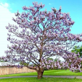 Саджанці Павловнії або Адамове дерево (Paulownia) Р9