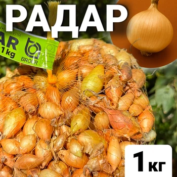 Лук семенной «Радар» (Рейдер) 1 кг.