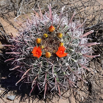 Семена Ферокактус Вислизена "Айоэнзис", Ferocactus wislizeni subsp. ajoensis 5 шт/уп