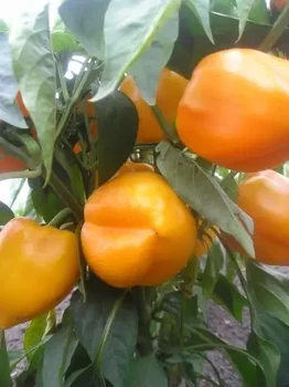 Перец Золотой фазан 0,3 г, ТМ Смачный