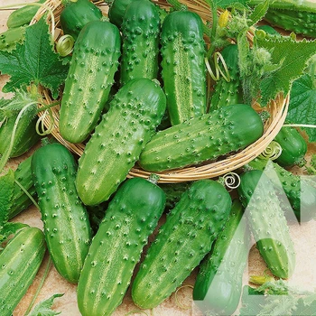 Огурец Источник, 500 г, СЦ
