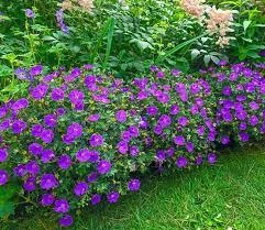 Герань "Frivolius Purple"Квіткова розсада, багаторічні садові квіти