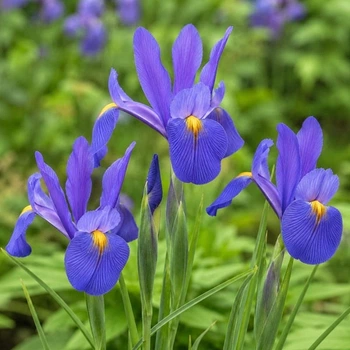 Ірис Hollandica Mickey Ocean 6/7 цибулина Matla Flowers