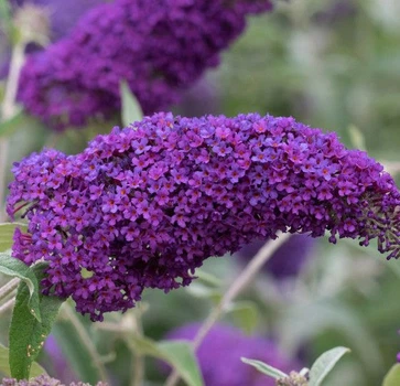 Саджанці Будлеї Давида Фіолетова будлея (Buddleja davidii purple) ) в 0.5л горщику