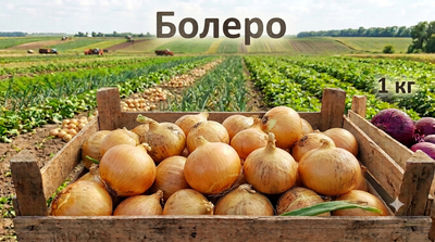 Цибуля «Болеро» 1 кг
