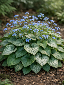 Бруннера Macrophylla (у гірчику Р9)