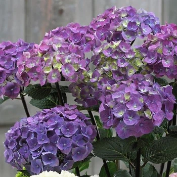 Гортензия крупнолистная "Hamburg" цветущие садовые кустарники