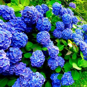 Гортензия крупнолистная "Early Blue" декоративные кусты для сада