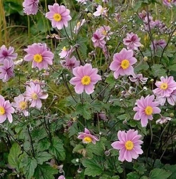 Анемона "Garden Breeze Whirlwind Pink"Садові багаторічні квіти