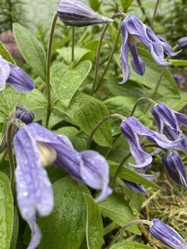 Княжик цільнолистий Integrifolia горщик р9