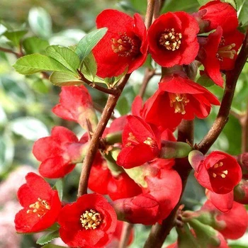 Хеномеліс ‘Texas Scarlet’ горщик 1л