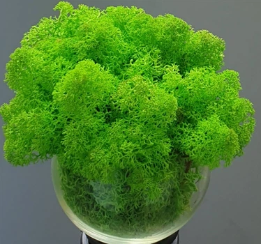 Стабілізований мох ягель для декору Норвегія grass green light № 79 - 50 грам