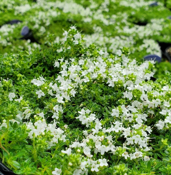 Тимьян ползучий ‘Albiflorus‘. Контейнер 1,2л