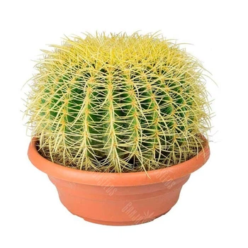 Кактус Echinocactus grusonii (Ехинокактус Грусония)