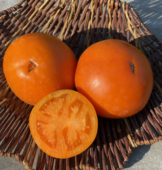 Семена желтоплодного помидора Гном Оранжевая гордость (Dwarf Orange Pride) 10 семян