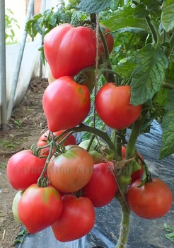 Семена помидора Карлик Розовая страсть (Dwarf Pink Passion) 50 семян