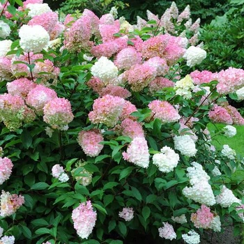 Гортензия метельчаная "Pink Lady" садовые многолетние цветы,саженцы