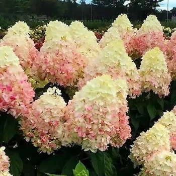 Гортензия метельчатая "Magical Sweet Summer" саженцы,садовые цветы,растения для сада,многолетники
