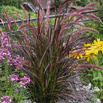 Pennisetum "Rubrum"красивые многолетние цветы, травы