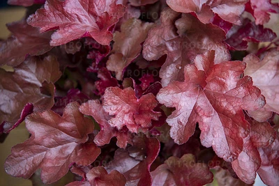 Гейхера "Вена", Heuchera World Caffe Vienna С3
