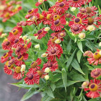 Геленіум «Маріачі Сієста» (Helenium hybridum „Mariachi Siesta“) С3