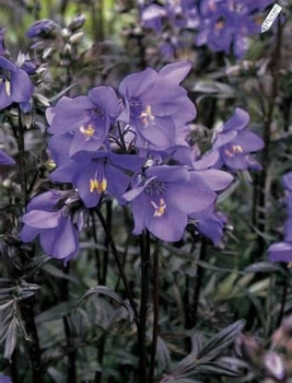 Синюха "Bressingham Purple"Квіткова розсада, багаторічні садові квіти