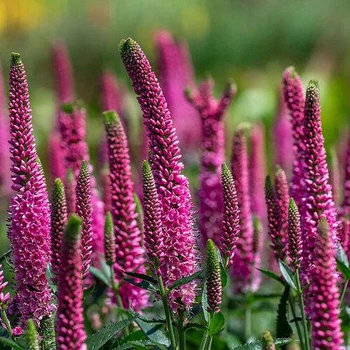 Вероніка "Lancita Pink" Цветочная рассада, многолетние садовые цветы