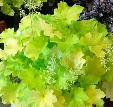 Гейхера "Citronelle" квіти садові ,розсада,саджанці у горщиках