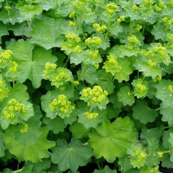 Манжетка м'яка Select Alchemilla mollis Р9