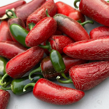 Насіння Перець гострий Халапеньйо Tajin, Capsicum annuum 5 шт/уп