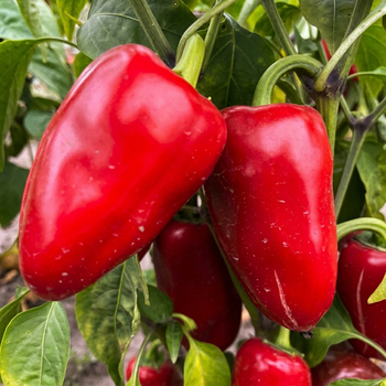 Насіння Перець гострий Халапеньйо Red Giant, Capsicum annuum 5 шт/уп