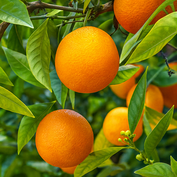 Саженцы апельсина Вашингтон Навел (Citrus sinensis Washington navel) - ранний, холодостойкий