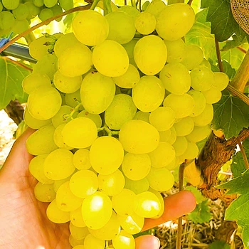 Саженцы Винограда Цимус - сверхранний, мускатный, урожайный