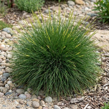 Саженцы Овсяницы Готье (Festuca Gautieri) Р9